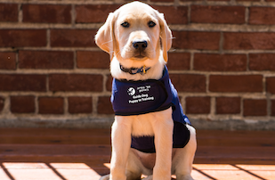Israel Guide Dogs Your Mitzvah Project – Israel Guide Dog Center