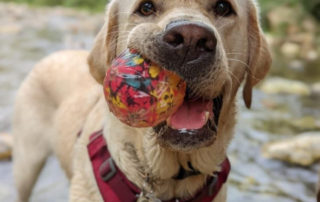Holly the dog