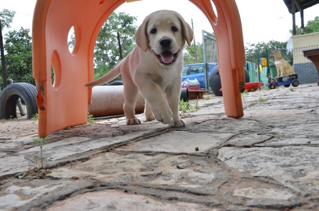 Puppy Rocky in obstacle course