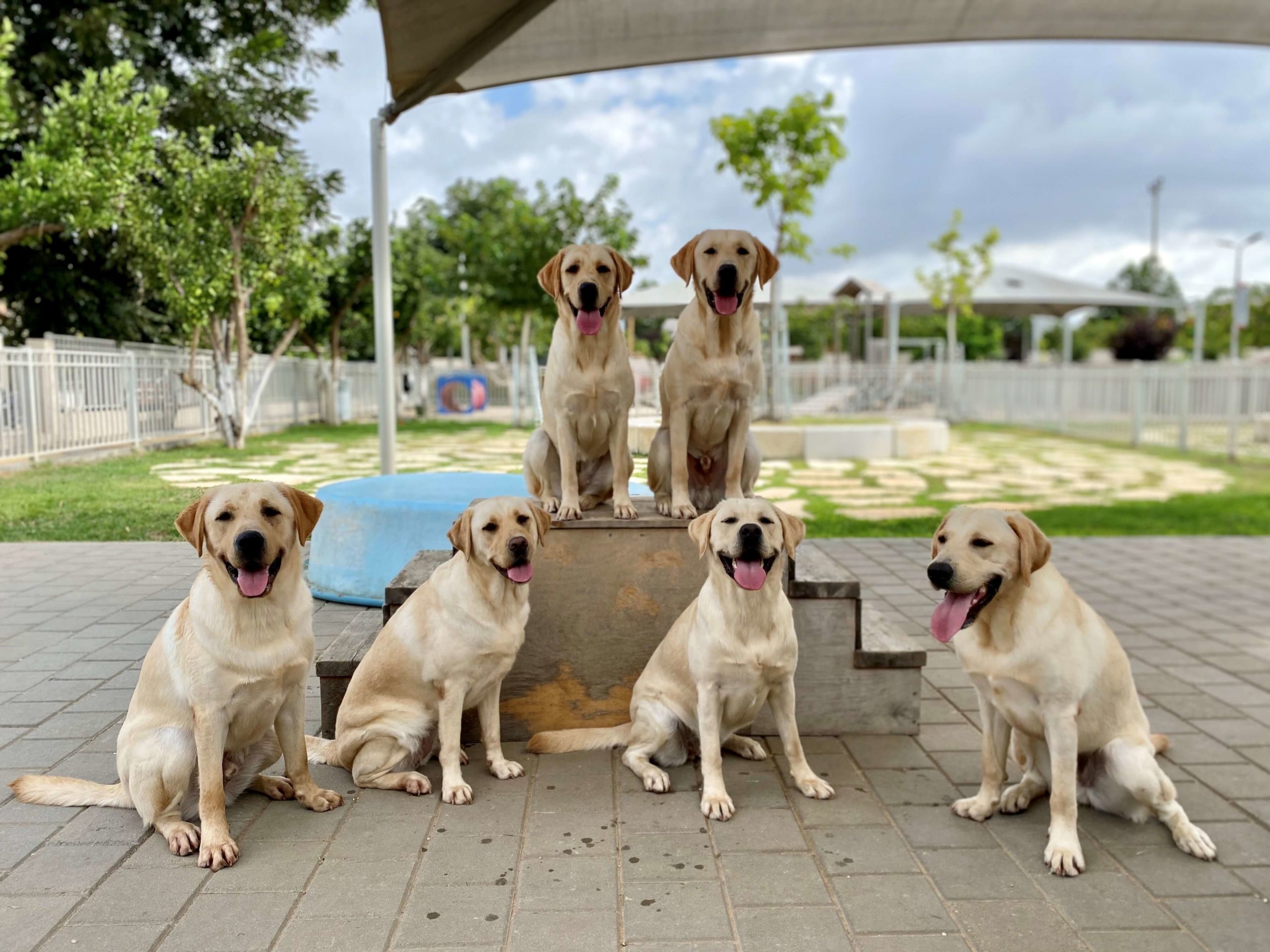 Group of 6 guide dogs in training